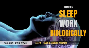 Biology of Sleep: Understanding the Science Behind Sleep