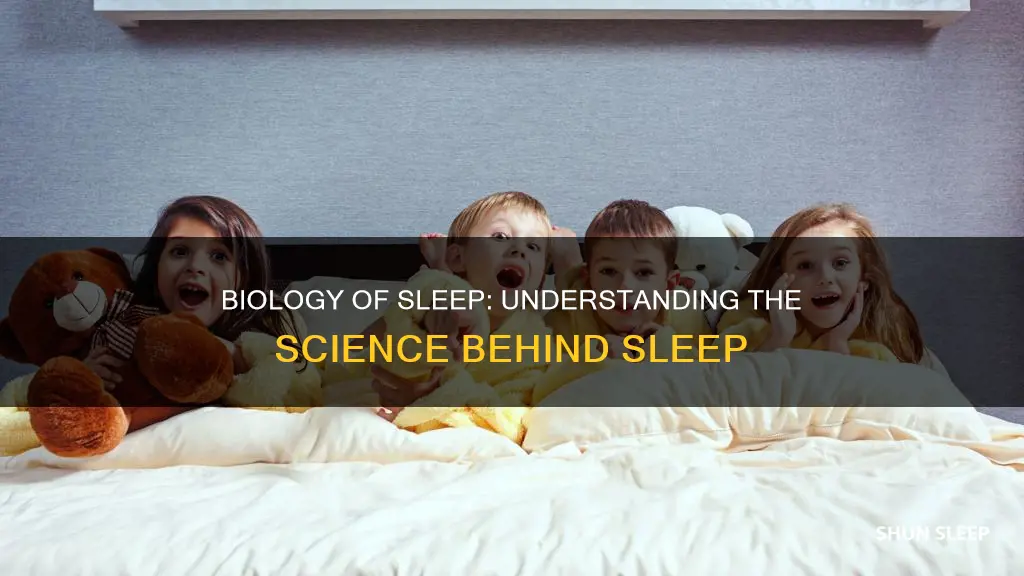 how does sleep work biologically