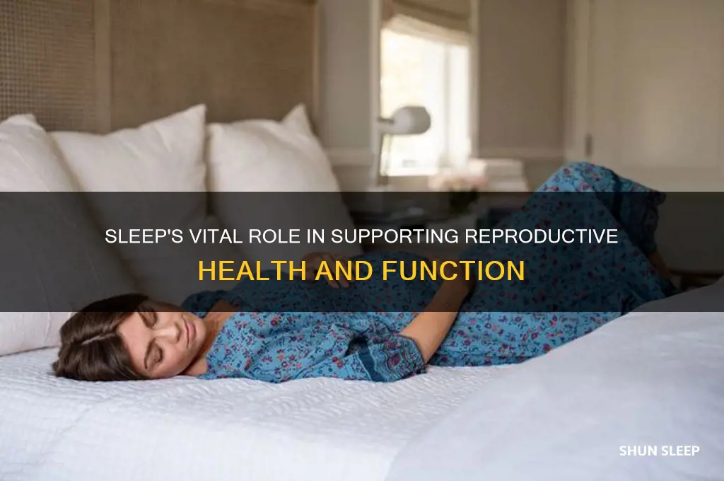 how does sleeping help your reproductive system