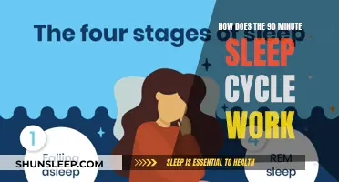 Understanding the Science of 90-Minute Sleep Cycles