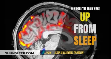 Unraveling the Mystery: How the Brain awakens from Slumber