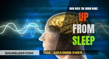 Brain's Journey from Slumber to Awakening