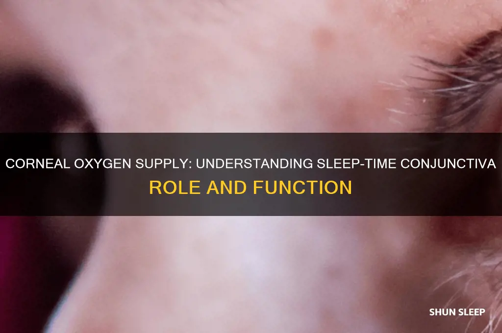 how does the cornea get oxygen during sleep conjunctiva