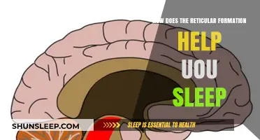 The Reticular Formation's Role in Regulating Sleep Patterns