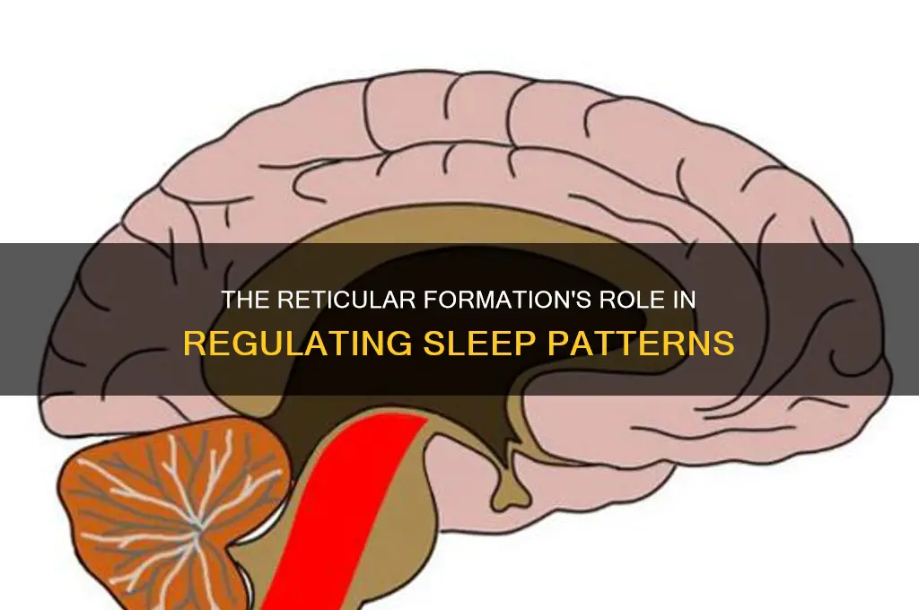 how does the reticular formation help uou sleep