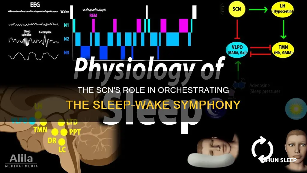 how does the scn regulate the sleep wake cycle