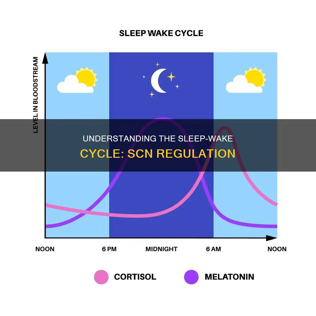 how does the scn regulate the sleep wake cycle