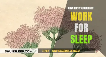 Valerian Root's Role in Sleep: What's the Science?