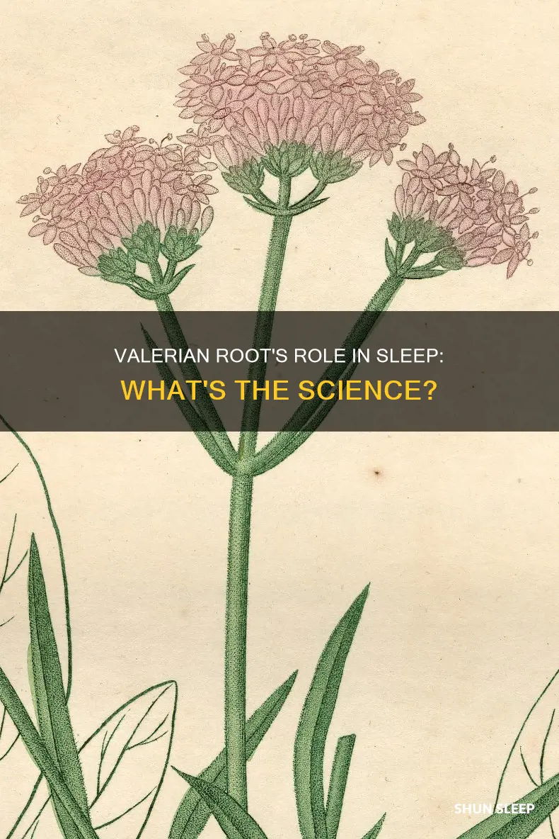 how does valerian root work for sleep