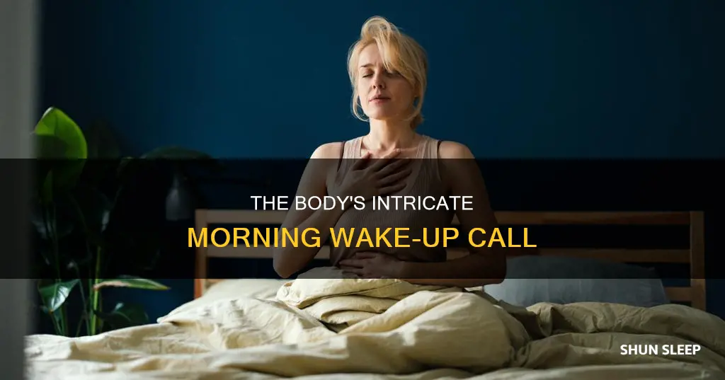 how does your body wake itself up