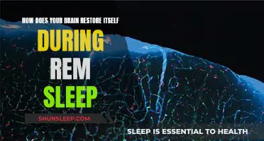 Brain Restoration: REM Sleep's Role in Cognitive Health