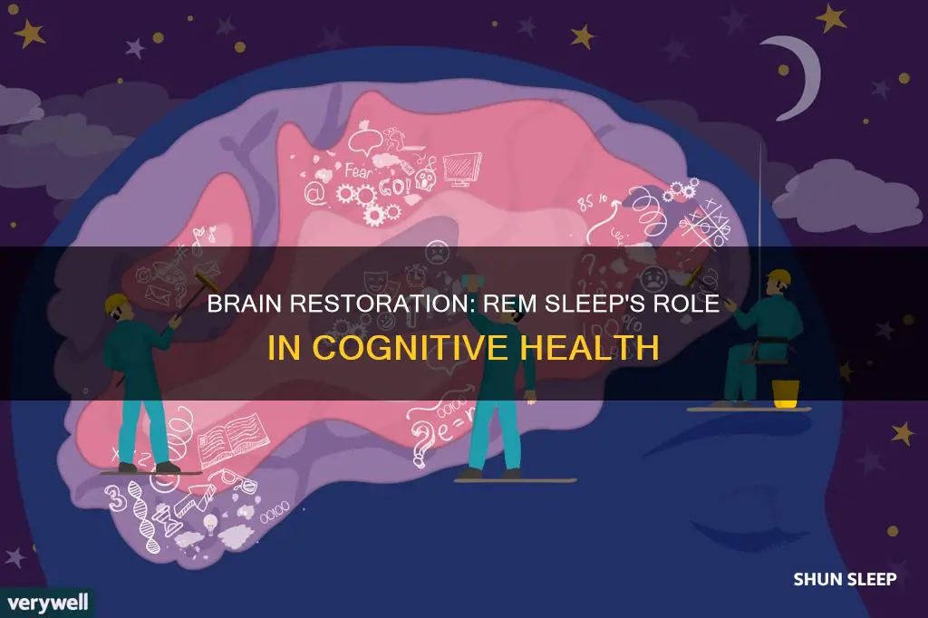 how does your brain restore itself during rem sleep