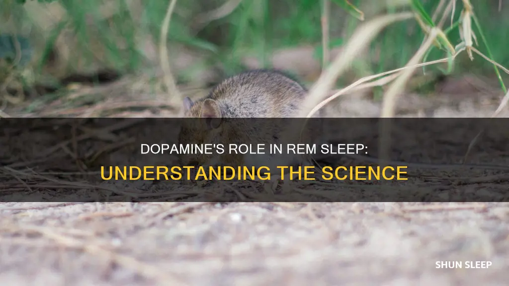 how dopamine is important for rem sleep