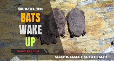 The Gentle Stirrings of Slumbering Bats: A Study in Quiet Waking