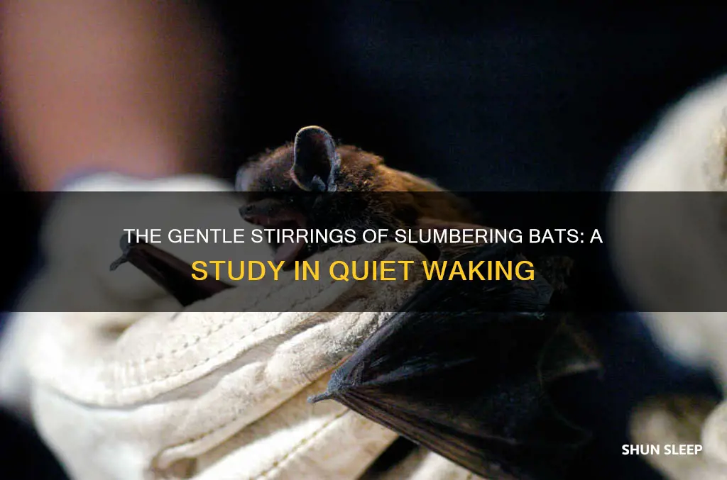 how easy do sleeping bats wake up