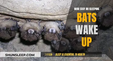 Bats: Easily Awakened or Deep Sleepers?