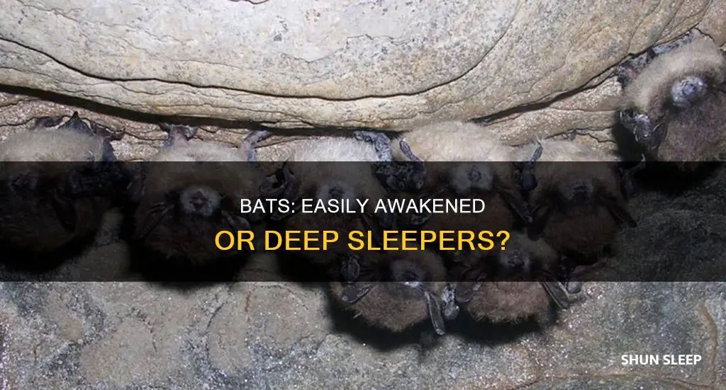 how easy do sleeping bats wake up