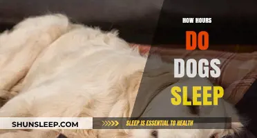 Understanding Canine Rest: How Many Hours Do Dogs Sleep?