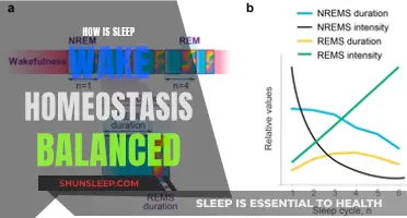 Regulating Sleep-Wake Balance: Homeostasis in Action