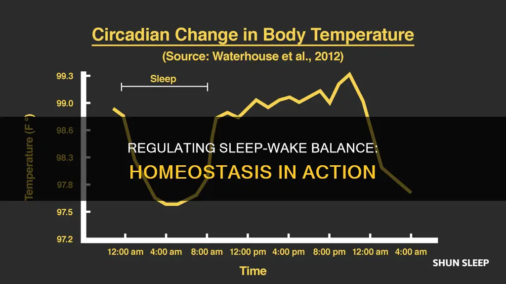 how is sleep wake homeostasis balanced