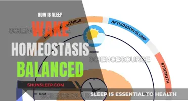 Sleep-Wake Balance: Understanding Homeostasis