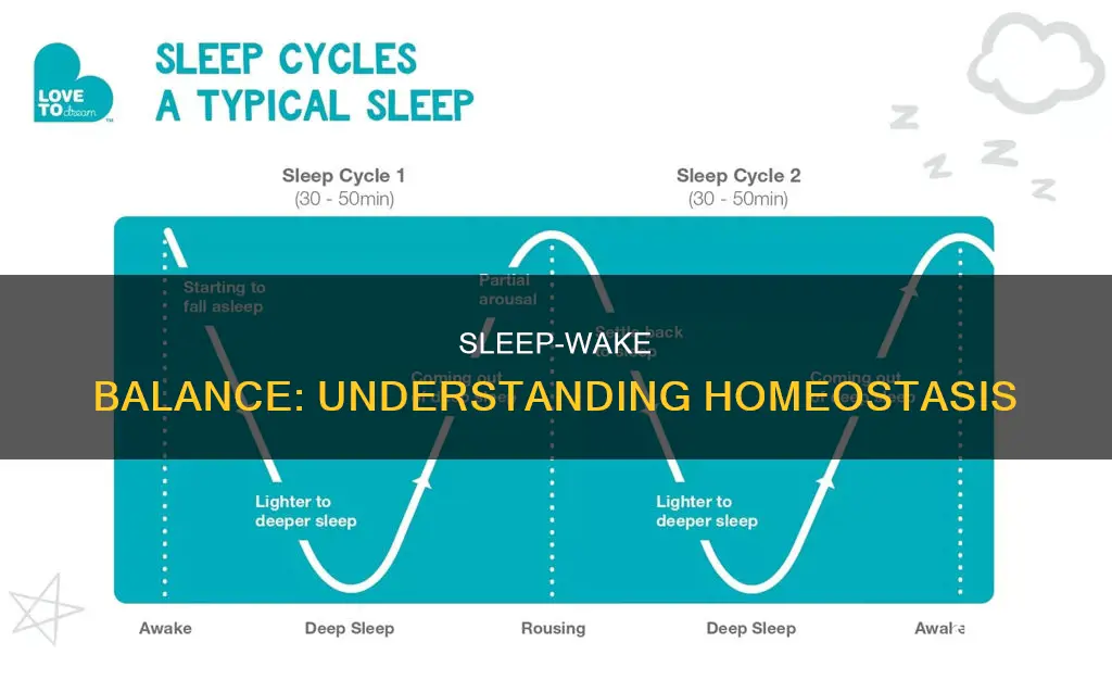 how is sleep wake homeostasis balanced