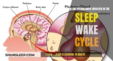 The Epithalamus: Unlocking the Secrets of Sleep and Wakefulness