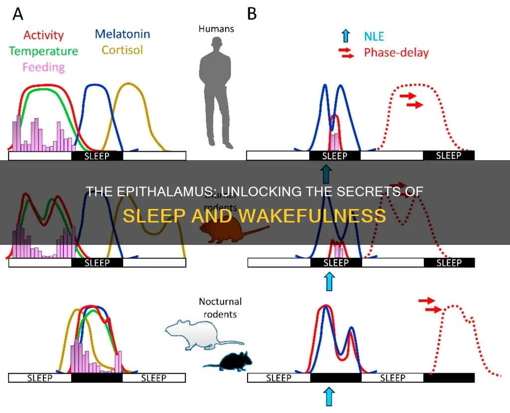 how is the epithalamus involved in the sleep wake cycle