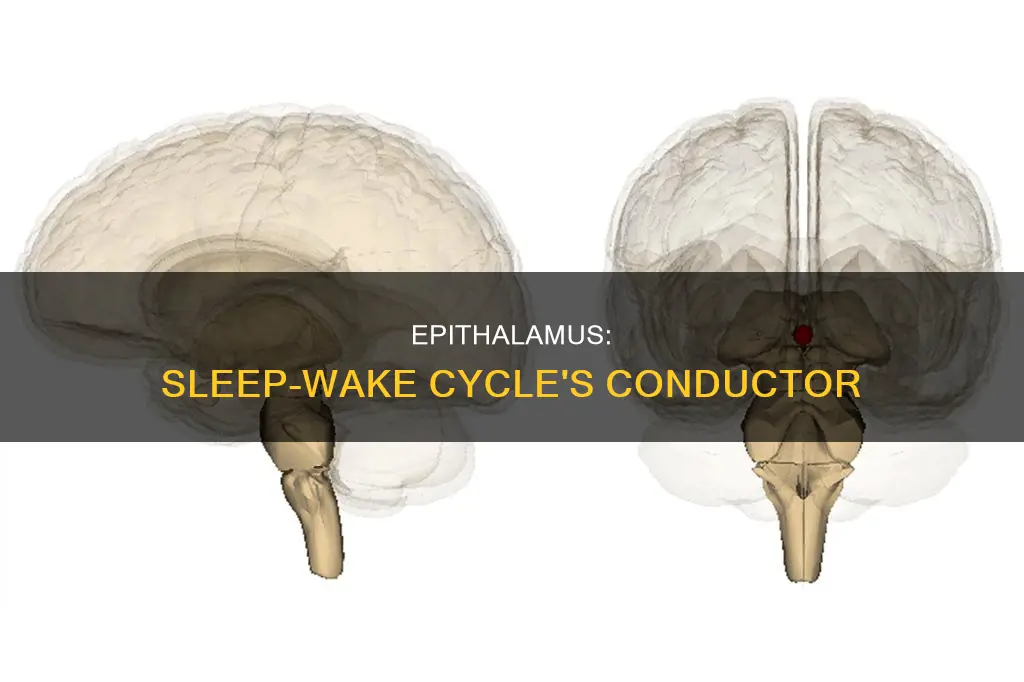 how is the epithalamus involved in the sleep wake cycle