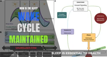 The Science of Sleep: Understanding Our Natural Sleep-Wake Cycle