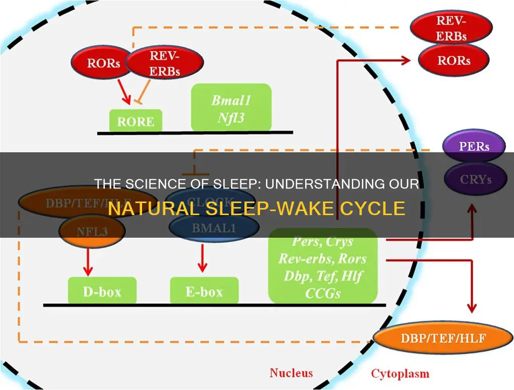 how is the sleep wake cycle maintained