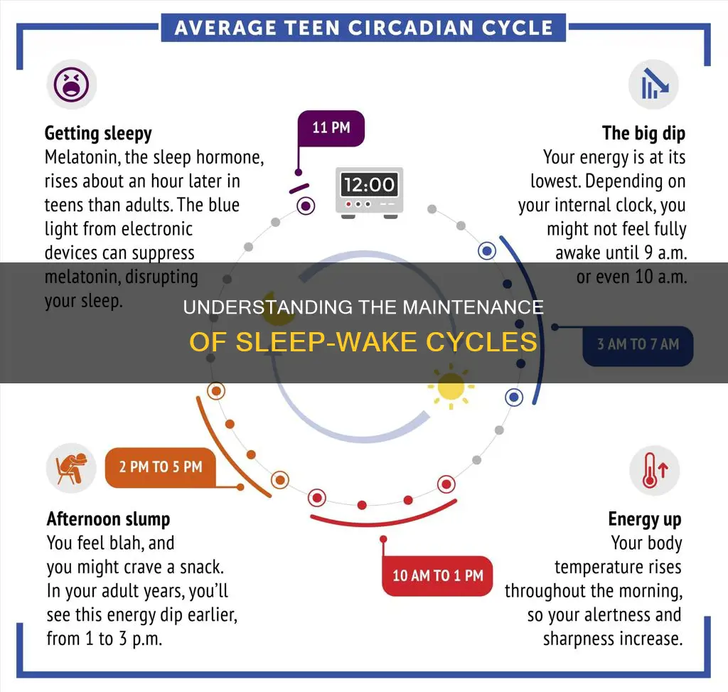 how is the sleep wake cycle maintained