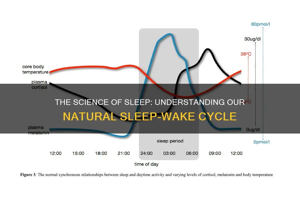 how is the sleep wake cycle regulated