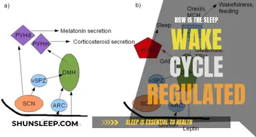 Understanding Sleep-Wake Cycles: Regulation and Maintenance