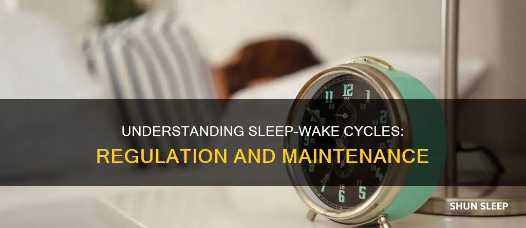how is the sleep wake cycle regulated