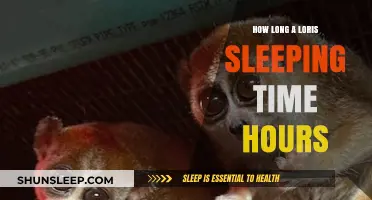 Understanding Loris Sleep Patterns: A Comprehensive Guide