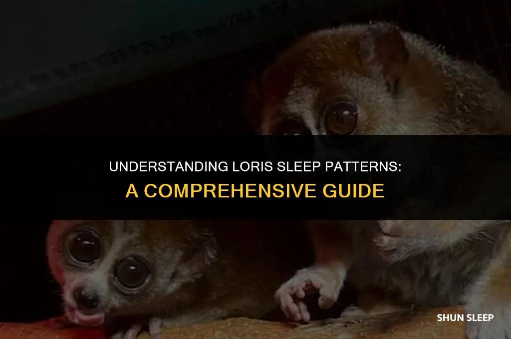 how long a loris sleeping time hours