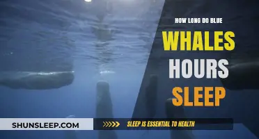 Unveiling the Mysteries of Blue Whale Slumber: A Deep Dive