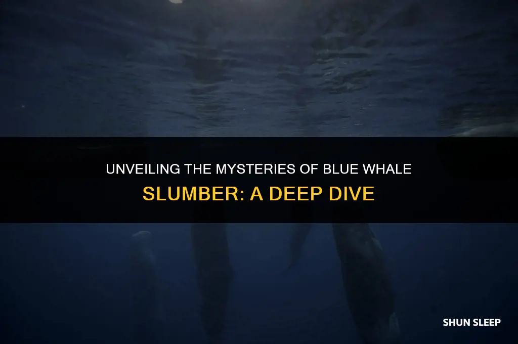 how long do blue whales hours sleep