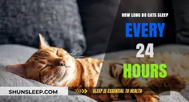 Understanding Feline Slumber: A Guide to Cat Sleep Patterns
