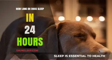 Understanding Canine Sleep Patterns: A 24-Hour Guide