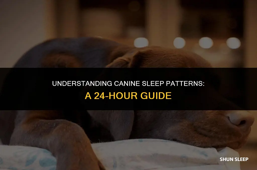 how long do dogs sleep in 24 hours
