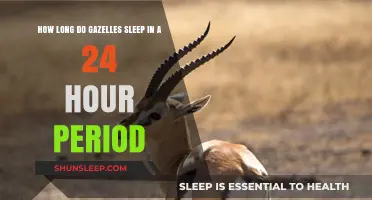 Unveiling the Sleep Secrets of Gazelles: A 24-Hour Journey