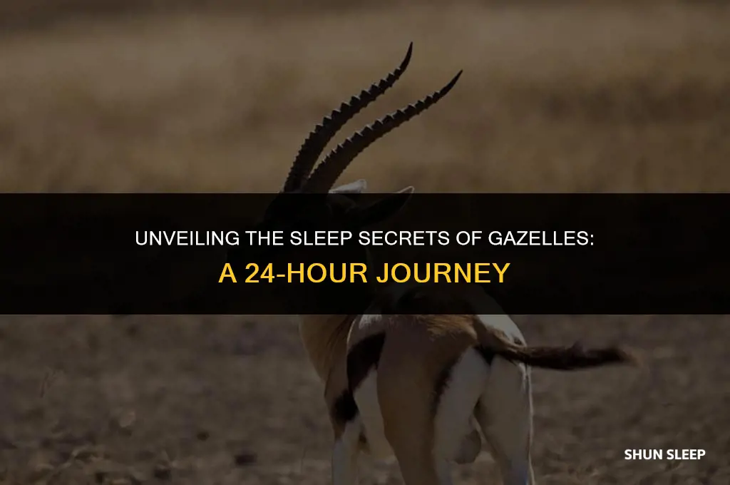 how long do gazelles sleep in a 24 hour period