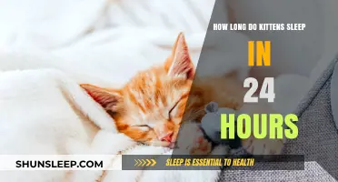 Understanding Kitten Sleep Patterns: A 24-Hour Guide for New Owners