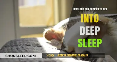 Understanding Puppy Sleep Patterns: When Do Puppies Enter Deep Sleep?