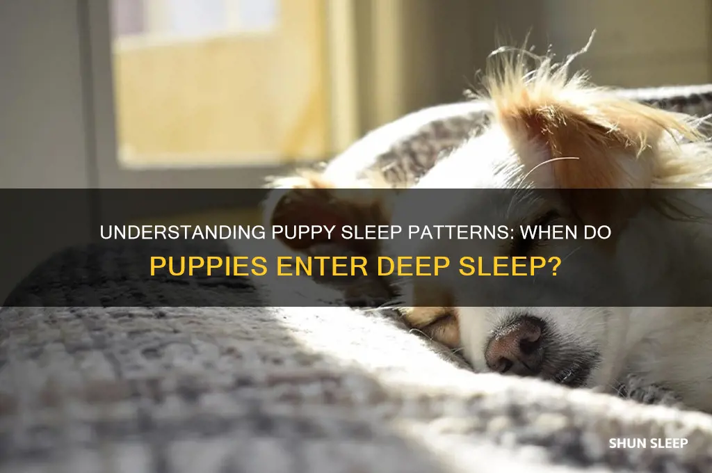 how long for puppies to get into deep sleep