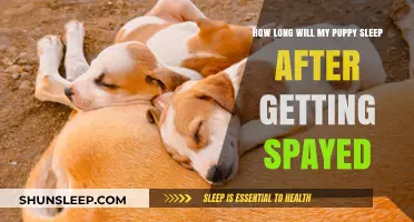Post-Spay Puppy Sleep Patterns: What to Expect After Surgery