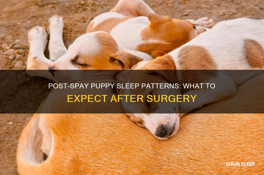 how long will my puppy sleep after getting spayed