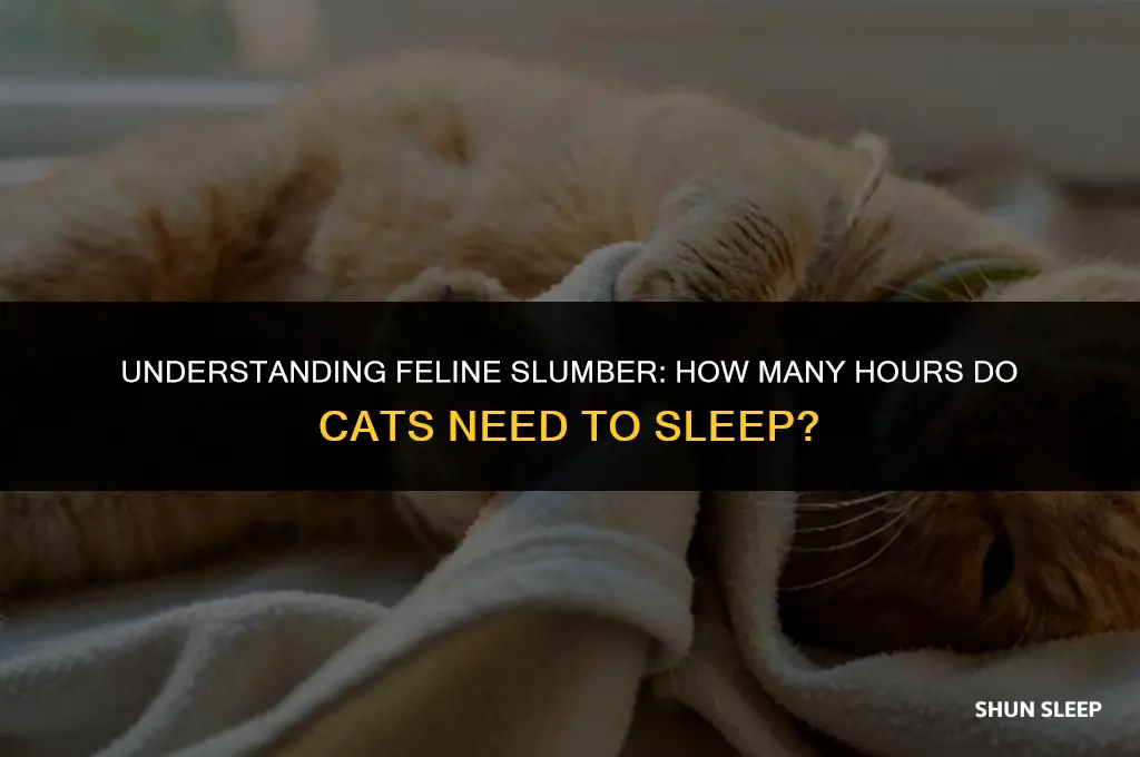 how manhy hours a do do cats need to sleep